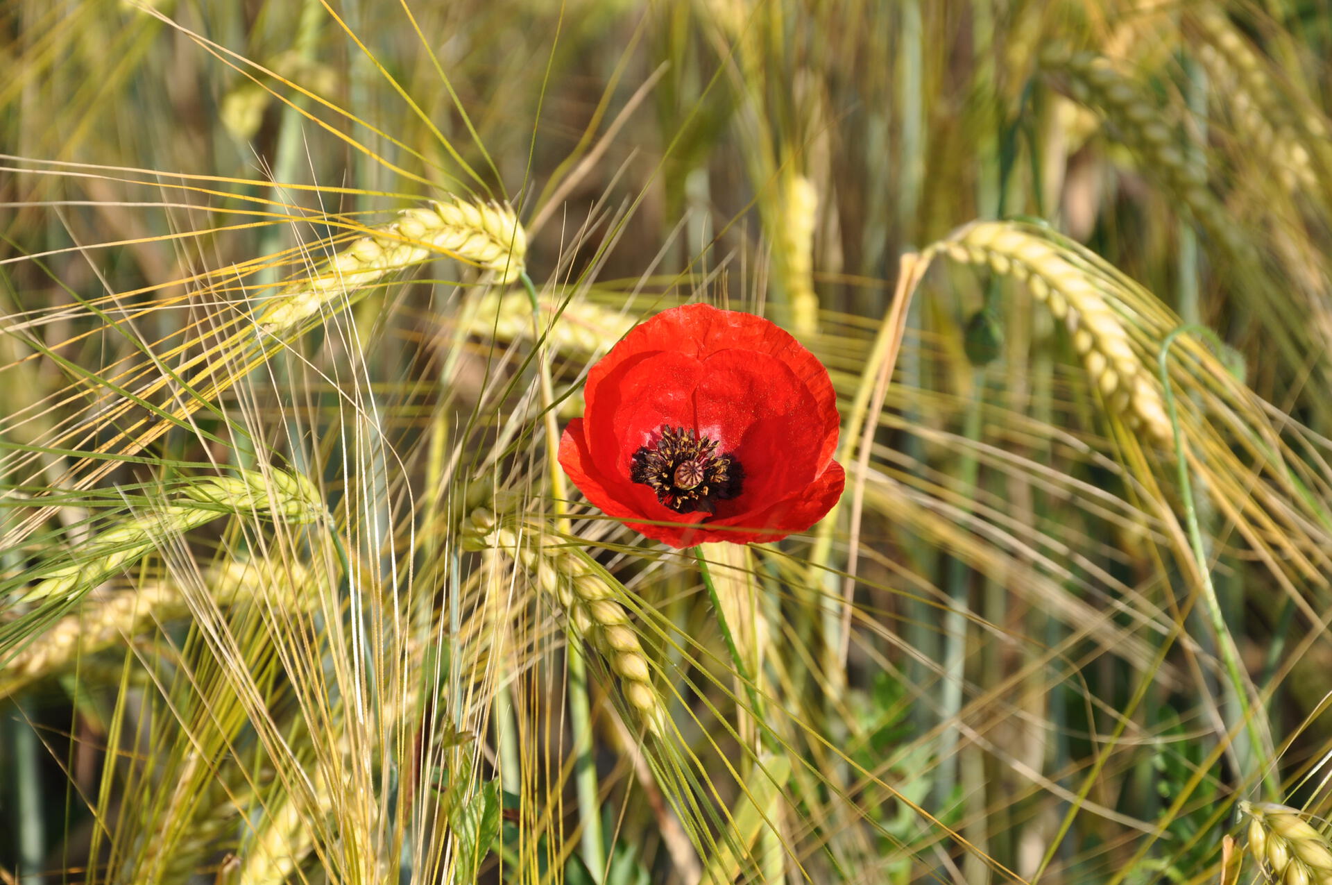 Poppy in the grain field
