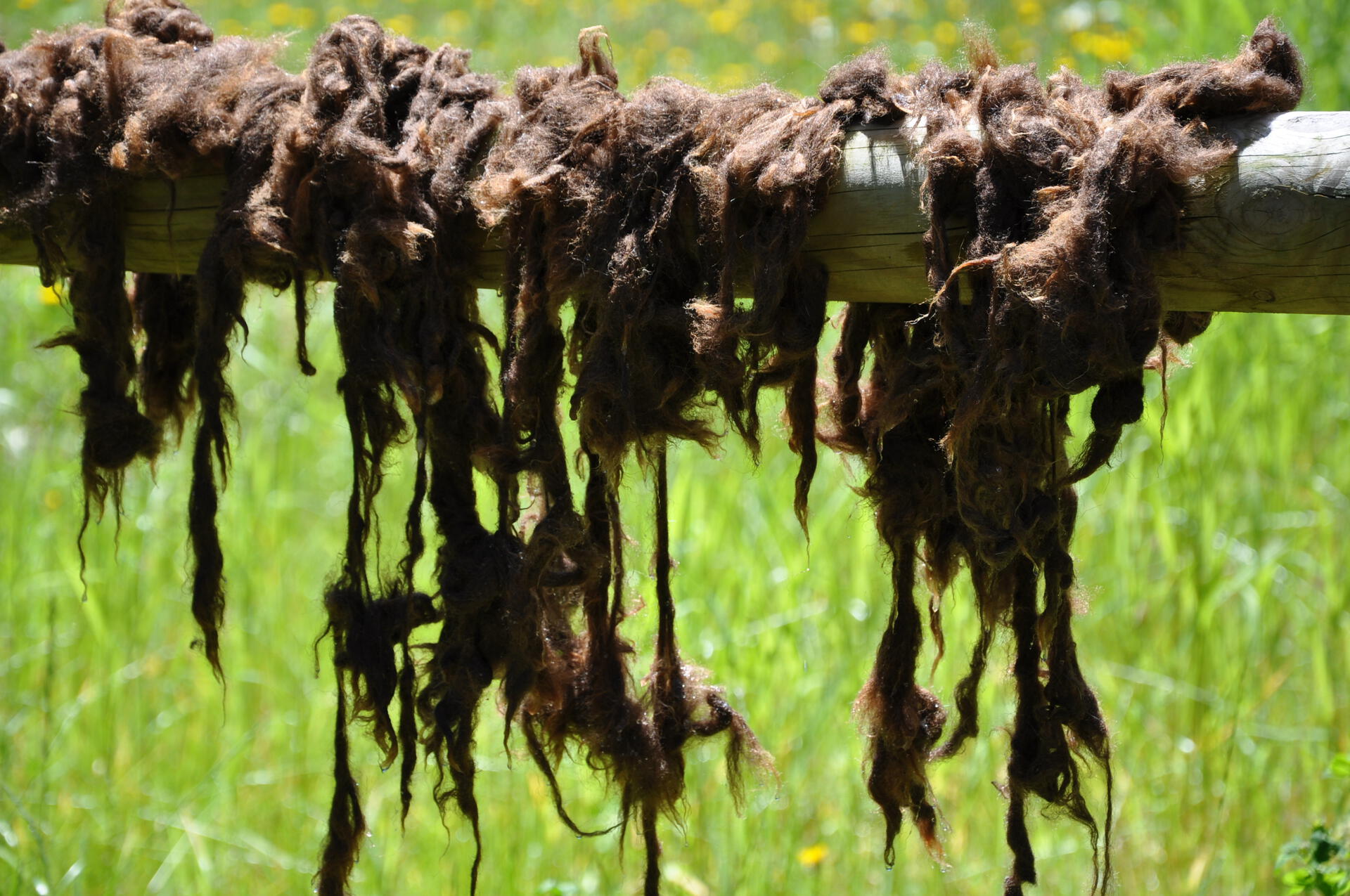 Wool hung to dry