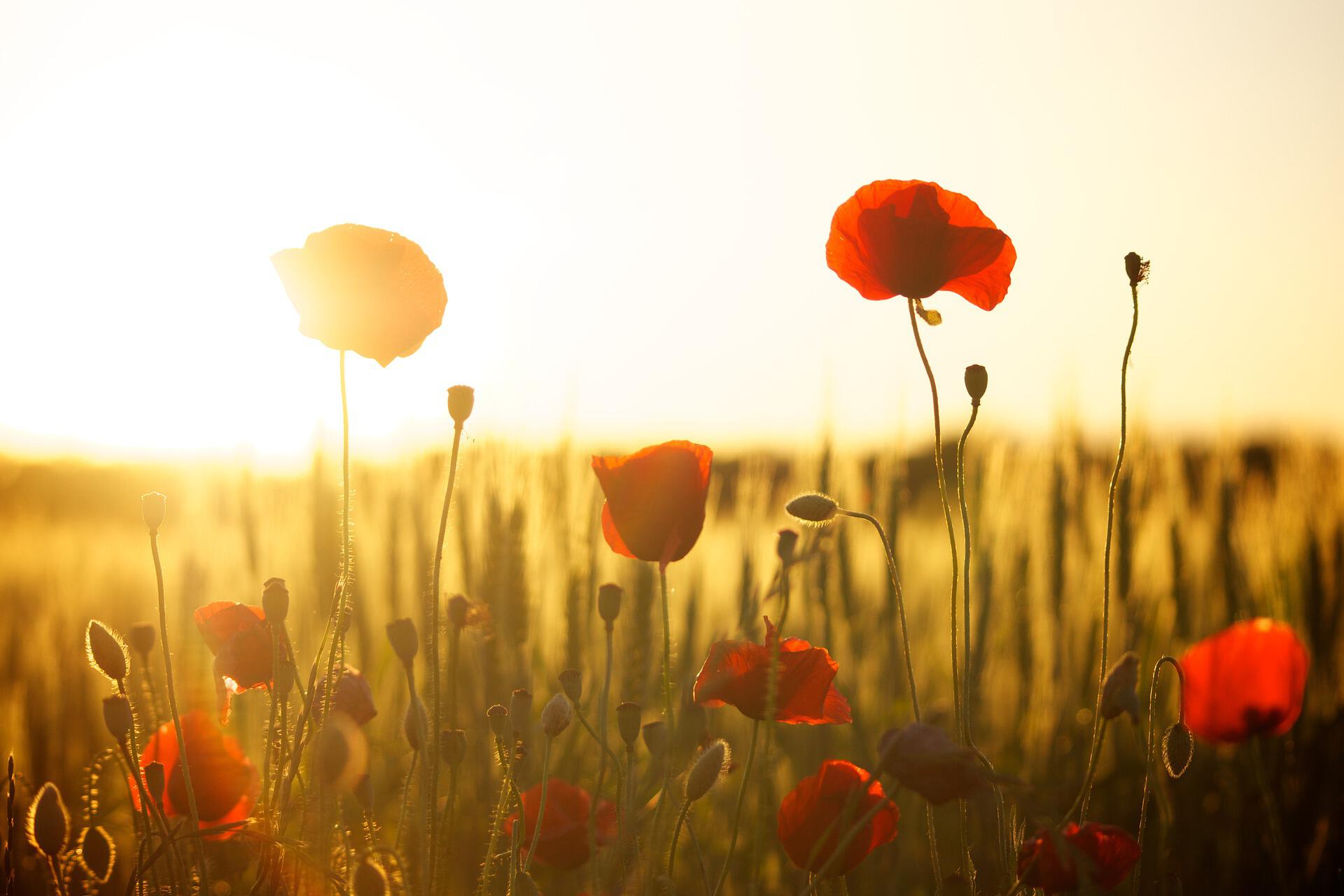 Field of poppies