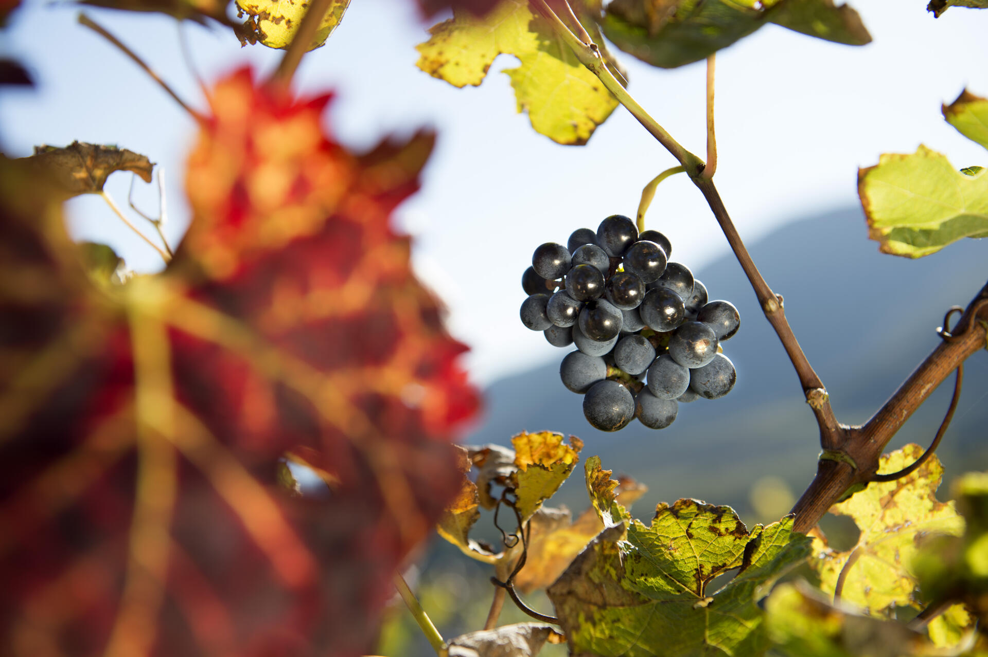 Raccolta tardiva in autunno