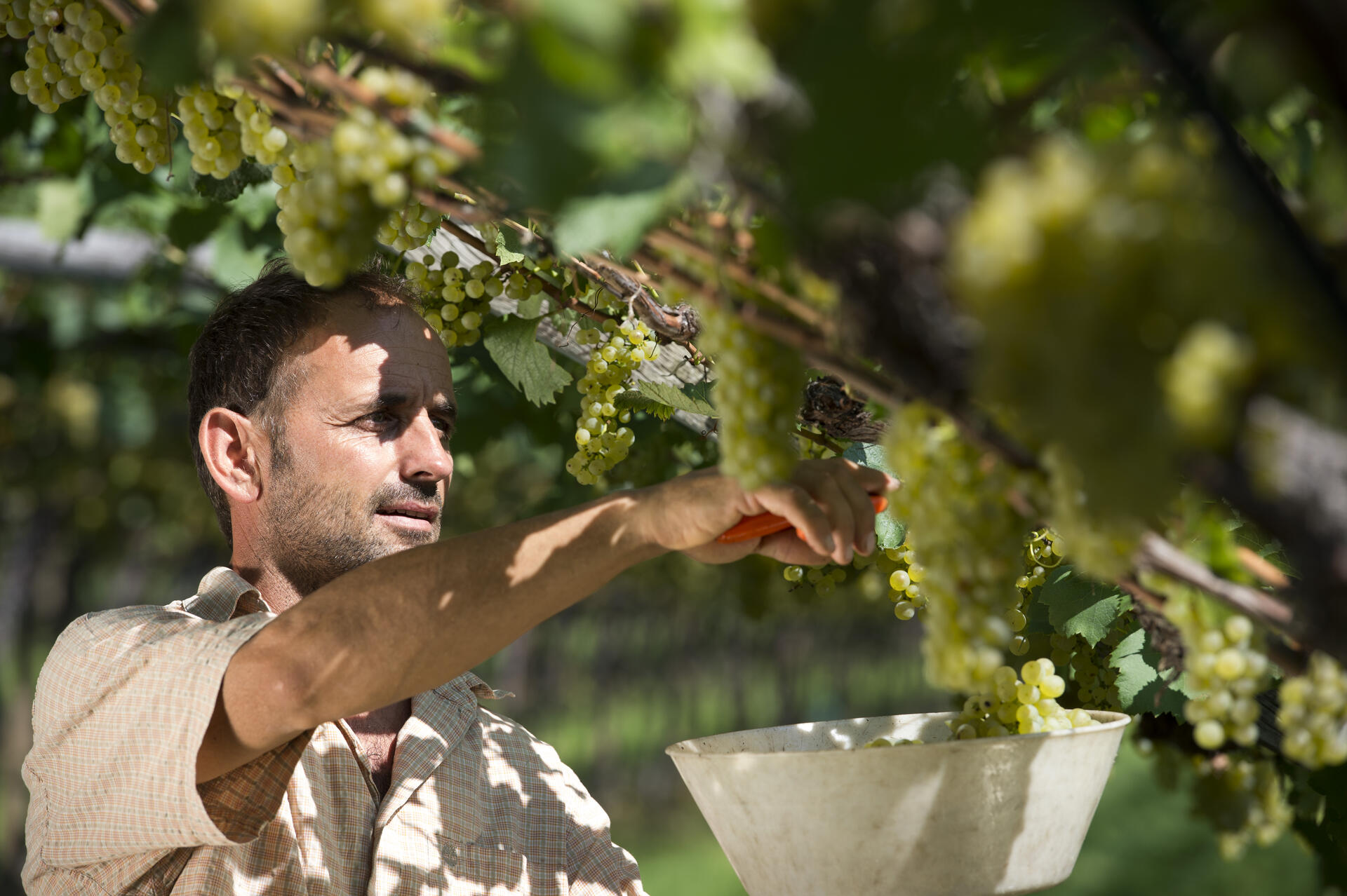 Vendemmia a Caldaro