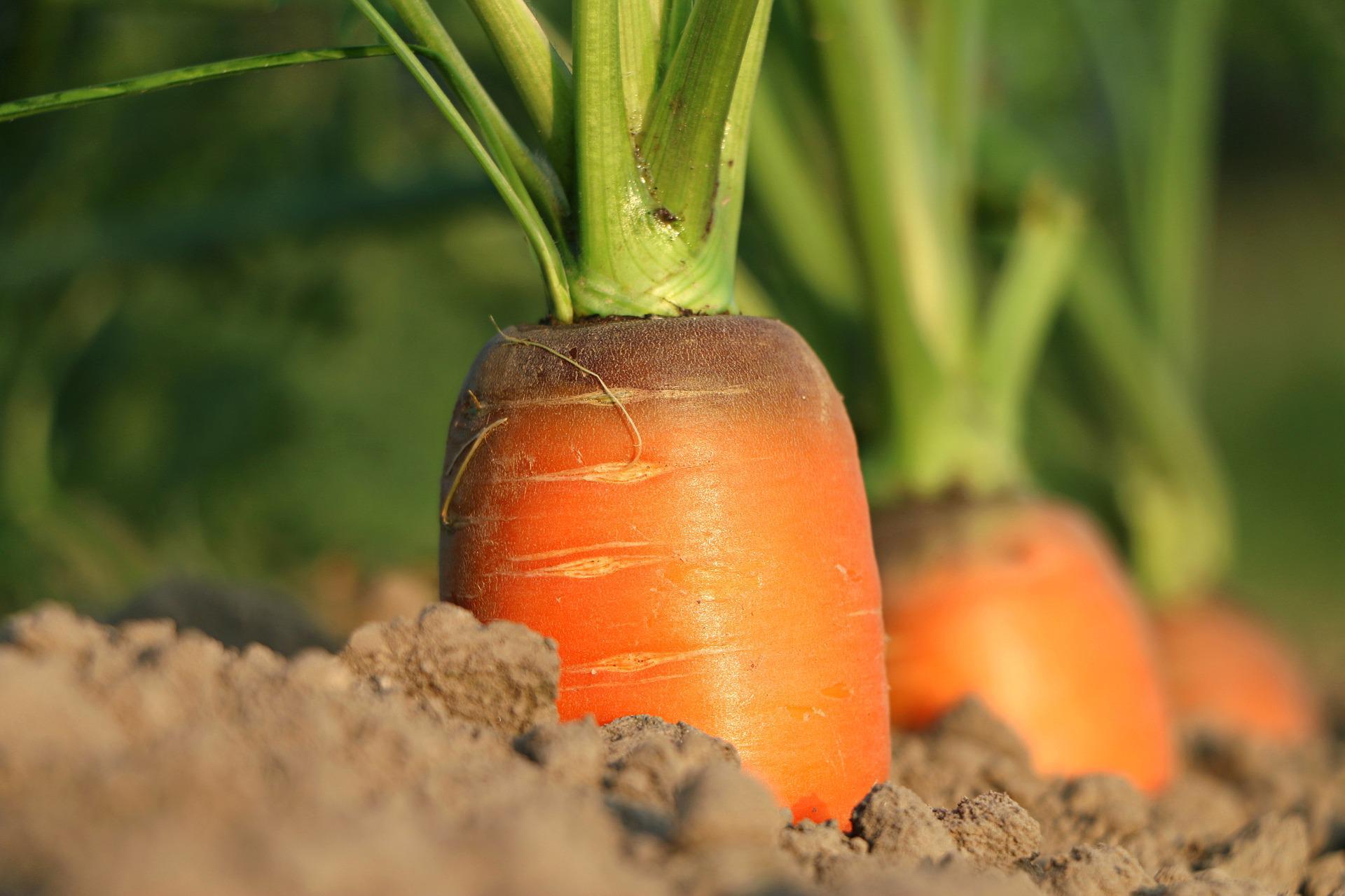 Organic cultivation