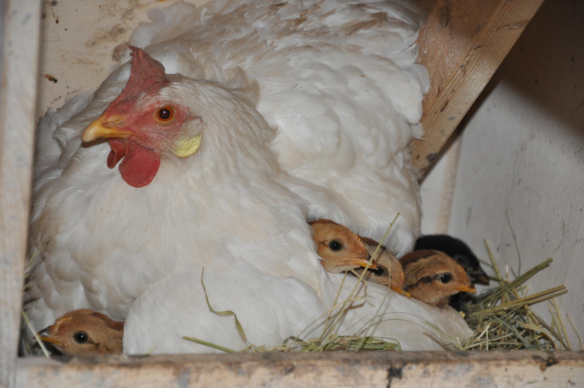 Glucke mit jungen Kücken