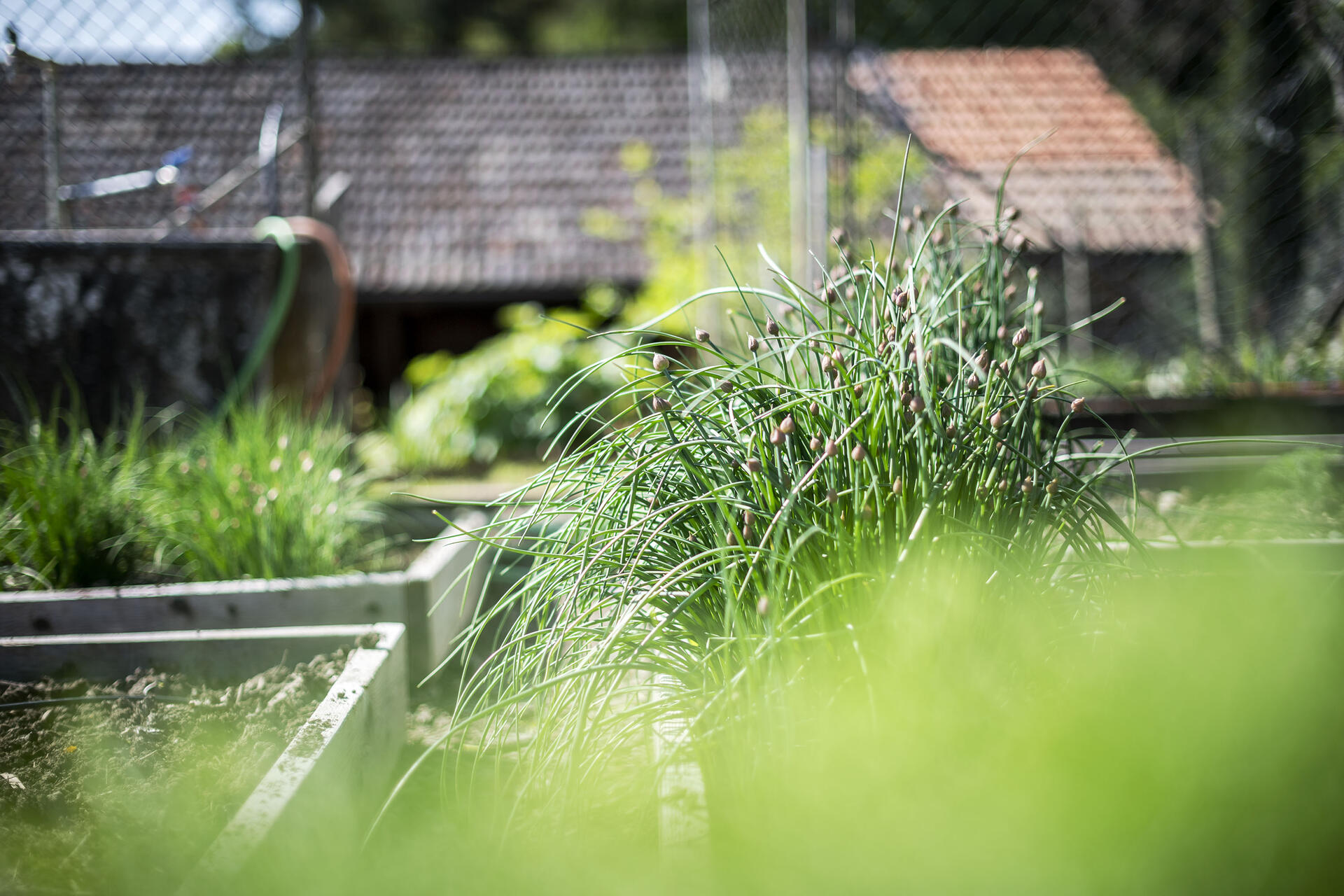 Schnittlauch in Blüte