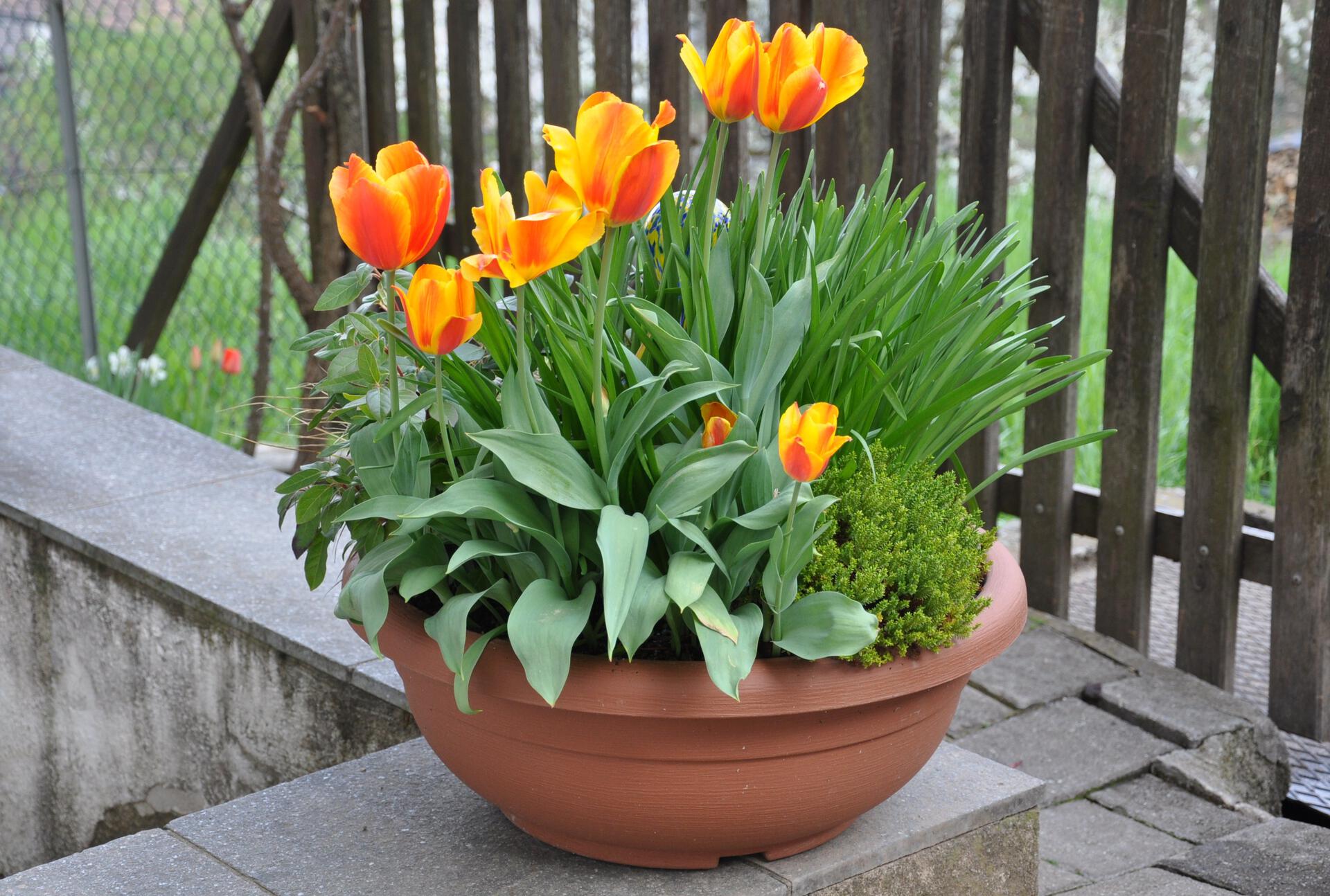 Tulpen im Blumentopf