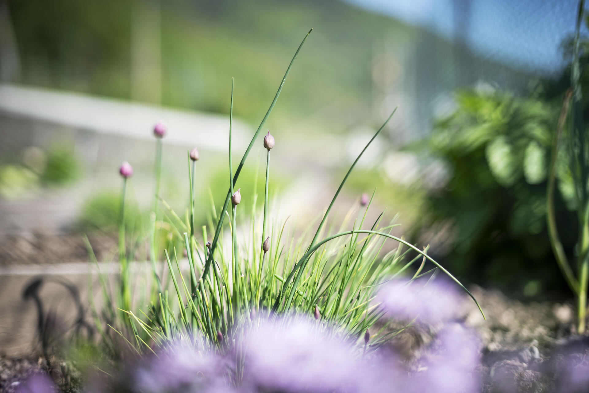 Frische Kräuter aus dem Garten