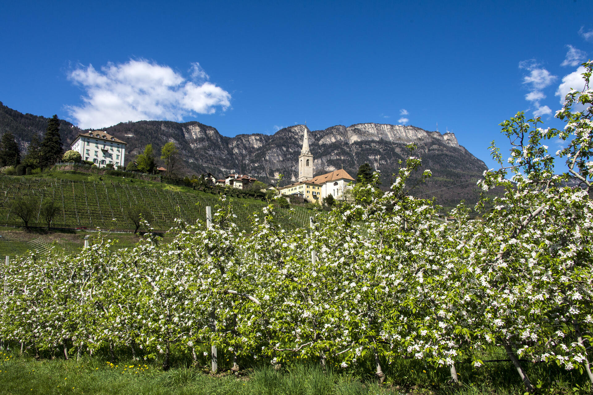 Apple orchard in blossom