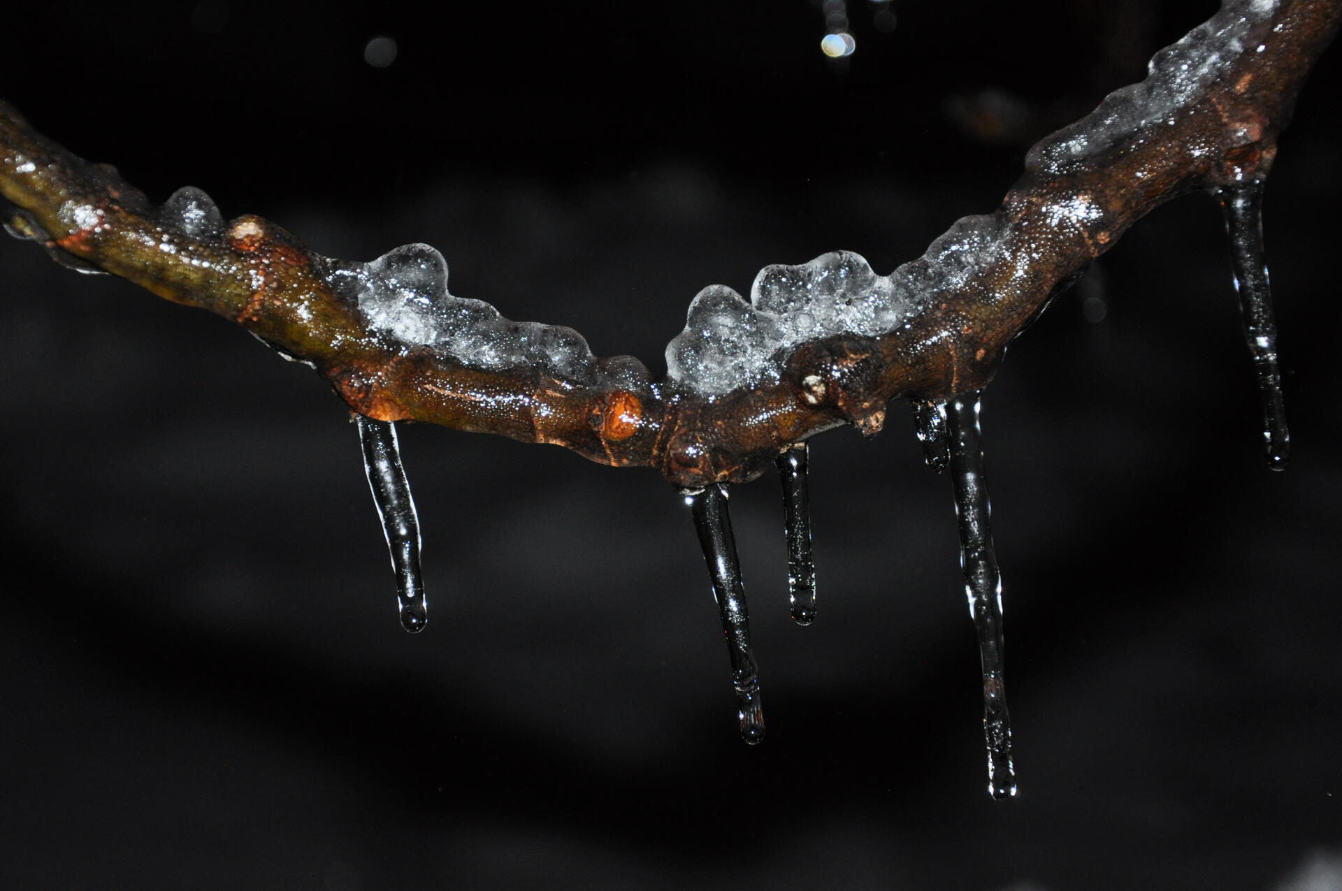 Ice formation on a branch